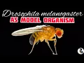 Drosophila melanogaster: As a Model Organism @paperpenbiology