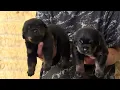 Puppies gonna be head turning