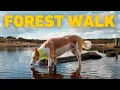 Download Lagu Video's voor honden 🐾 Golden Hour Hondenwandeling door eeuwenoud bos 🌳 Honden TV 4K HDR