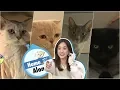 Download Lagu Jung Ryeo Won Started Living With Her Four Cats! [Home Alone Ep 261]