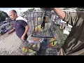 Download Lagu BIRDS SALE APAKARAMI DITO KA DUMAYO SIGURADO MURA LANG