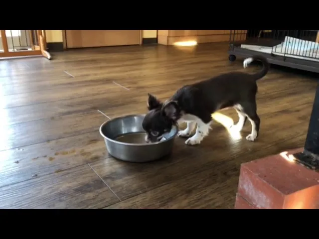 動画