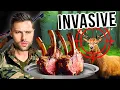 Download Lagu I Spent A Weekend Harvesting 3,000 Pounds of Deer