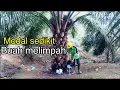 Download Lagu pupuk sawit biar buah banyak || very useful greetings of success from oil palm farmer channel
