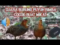 Download Lagu SUARA BURUNG PUYUH TARUN TARUN PUYUH RIMBA