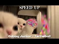 Download Lagu playlist; salting bersama (speed up)
