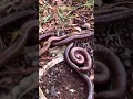 Download Lagu After reproduce millipede it is free