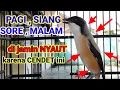Download Lagu kicau suara cendet gacor ARECARE pancingan burung pentet malas bunyi JADIKAN gacor NYAUT SEKETIKA