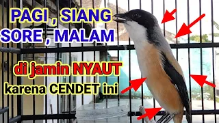 Download kicau suara cendet gacor ARECARE pancingan burung pentet malas bunyi JADIKAN gacor NYAUT SEKETIKA MP3