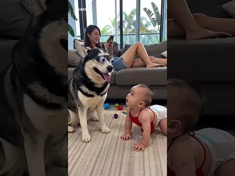 #哈士奇與人類幼崽 #搞笑萌寵#萌娃和萌寵#搞笑