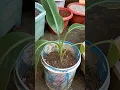Transplant banana pups to grow new banana plants || 🌱🌱🌱@Rewati's garden #short#ytshorts#viralvideo