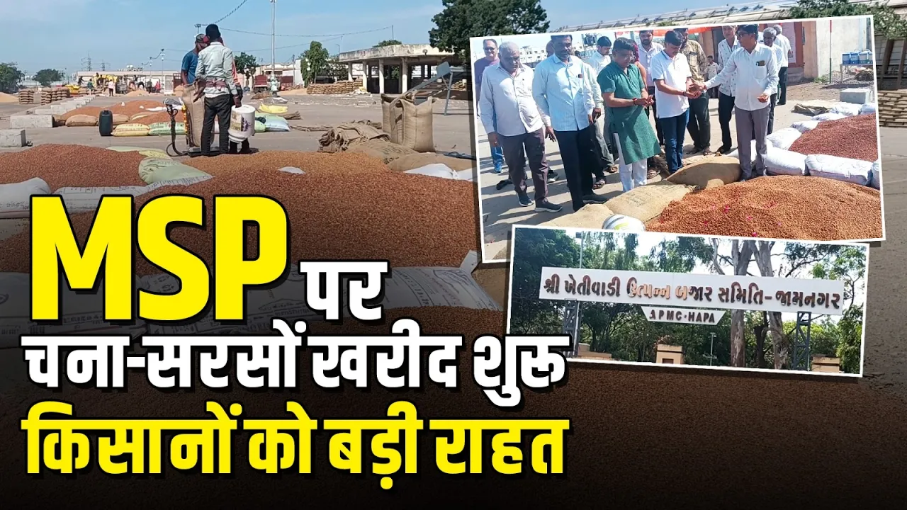 गुजरात में शुरू हुई चना और रायड़ा (सरसों) की एमएसपी पर खरीद, हजारों किसानों ने कराया पंजीकरण
