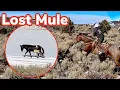 I lost an EXPENSIVE mule Vlog