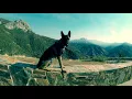 French Trained Malinois Visits The Sequoias Death Valley National Park