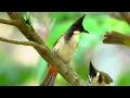 💫 Gentle Piano & Birds Sounds - Boost Your Mood, Calm Your Soul, and Enhance Inner Peace 🌸🎹🌿