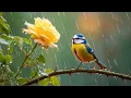 Download Lagu 💫 Gentle Piano \u0026 Birds Sounds - Boost Your Mood, Calm Your Soul, and Enhance Inner Peace 🌸🎹🌿