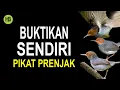 Download Lagu Suara Pikat Prenjak Untuk Memikat Prenjak Liar
