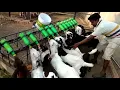 Goats small kids Bottle Milk feeding example at Pratik sir Farm at Kashti