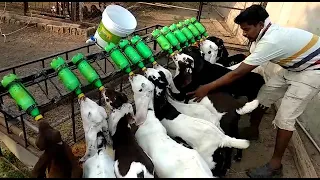 Goats small kids Bottle Milk feeding example at Pratik sir Farm at Kashti