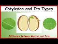 What is Cotyledon Difference between Monocotyledon Dicotyledon with Examples Monocot Vs Dicot