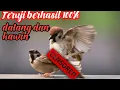 Download Lagu Masteran//pikat//pancingan burung golejra//gereja//finch