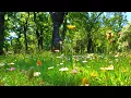 🌿🌞Begin Your Day with the POSITIVE ENERGY of Healing Spring Sounds🌿Fresh Morning Ambience Meditation
