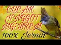 Download Lagu CUCAK JENGGOT GACOR, SUARA NGEBREM PANJANG