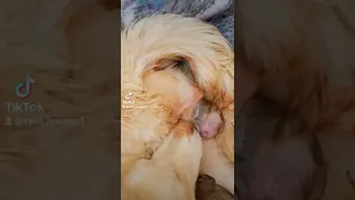 لازم تعرف المعلومة دي قبل ما كلبتك تولد 