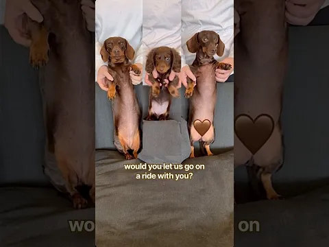 would you let us? #minidachshund #puppy #dance #cutedog #cutepets #cutepuppy #funnydogs #dog #pets