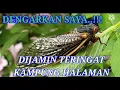 Download Lagu Suara tonggeret/ garengpung/ keriang Terbaru video