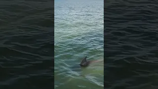 TASS Women’s Regatta #shorts