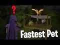 The OSRS skilling pet anyone can get in ONE day