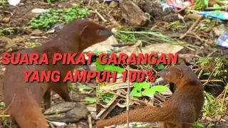 suara pikat garangan yang ampuh 100 persen