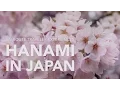 Download Lagu Hanami: Celebrating Japan's Cherry Blossoms