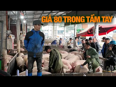 Thị trường heo hơi phía nam căng đét. Giá 80 trong tầm tay | NNHN
