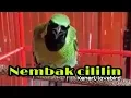 Download Lagu CUCAK IJO NEMBAK CILILIN/KENARI/LOVEBIRD