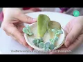 PROPAGATION TIPS |  PROPAGATE SUCCULENTS FROM LEAVES AND CUTTINGS | SUCCULENT PROPAGATION