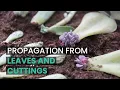 PROPAGATION TIPS PROPAGATE SUCCULENTS FROM LEAVES AND CUTTINGS SUCCULENT PROPAGATION