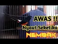 Lagu PANCINGAN MURAI BATU GACOR MENAIKKAN EMOSI MURAI LAIN, AMPUH MURAI APAPUN JADI NEMBAK ISIAN