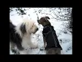 Old English Sheepdog Aurora meets American Bully
