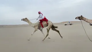 ركض الرمضه بمناسبة شفاء راشد مسعود الفايدي  المركز الاول جلمود سالم مسلم الجهني يوم السبت         ه  دندنها