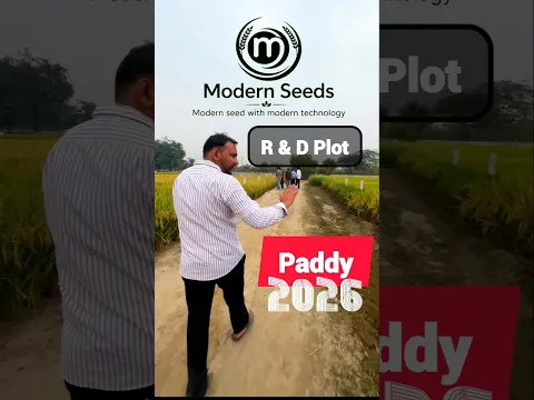 PADDY R & D OF MODERN AGRI SEED #SHORTS