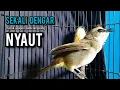 Download Lagu trucukan gacor TARUNG ROPEL PANJANG pancingan trucukan agar bunyi jadikan burung trucuk gacor EMOSI