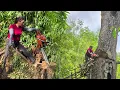 Download Lagu “A brave mountain woman with a chainsaw, diligently cutting down trees in the middle of the wild.”