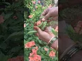 Lagu If the branch of the Kanakamma tree has seeds, this is the difference between the Kanakambaram tree and the branch of the Kanakambaram tree #gardening #shorts #video
