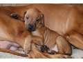 The Story of Zero - Our Rhodesian Ridgeback Puppy