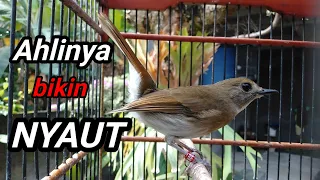 Download Suara Pancingan SRDC BALI paling Ahli menjadikan srdc lain ikut BUNYI gacor MP3