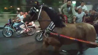 فرافيرو مصر 