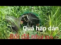 Download Lagu Bẩy quốc mồi kẹp loa xem là ghiền