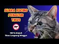 Download Lagu USIR TIKUS BANDEL, PUTAR INI SEKALI SAJA, SUARA KUCING PENGUSIR TIKUS TANPA IKLAN